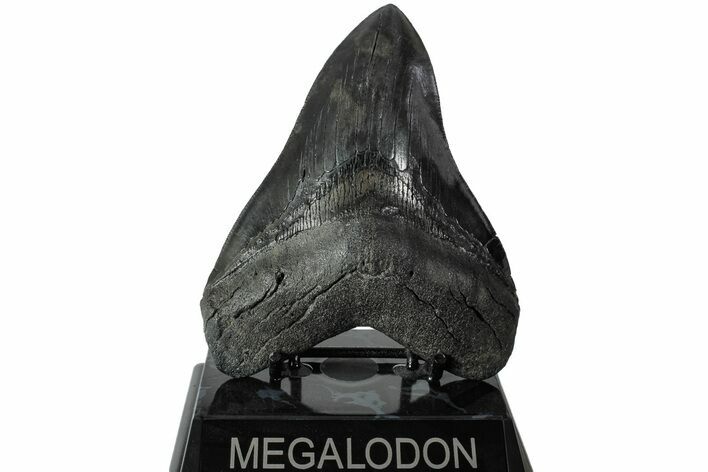 Fossil Megalodon Tooth - Glossy Enamel #223937